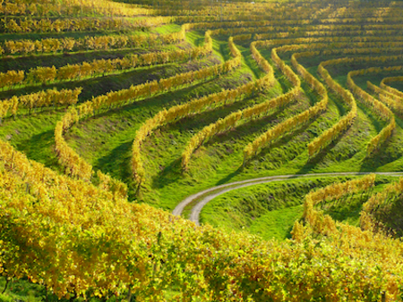 Vinograd